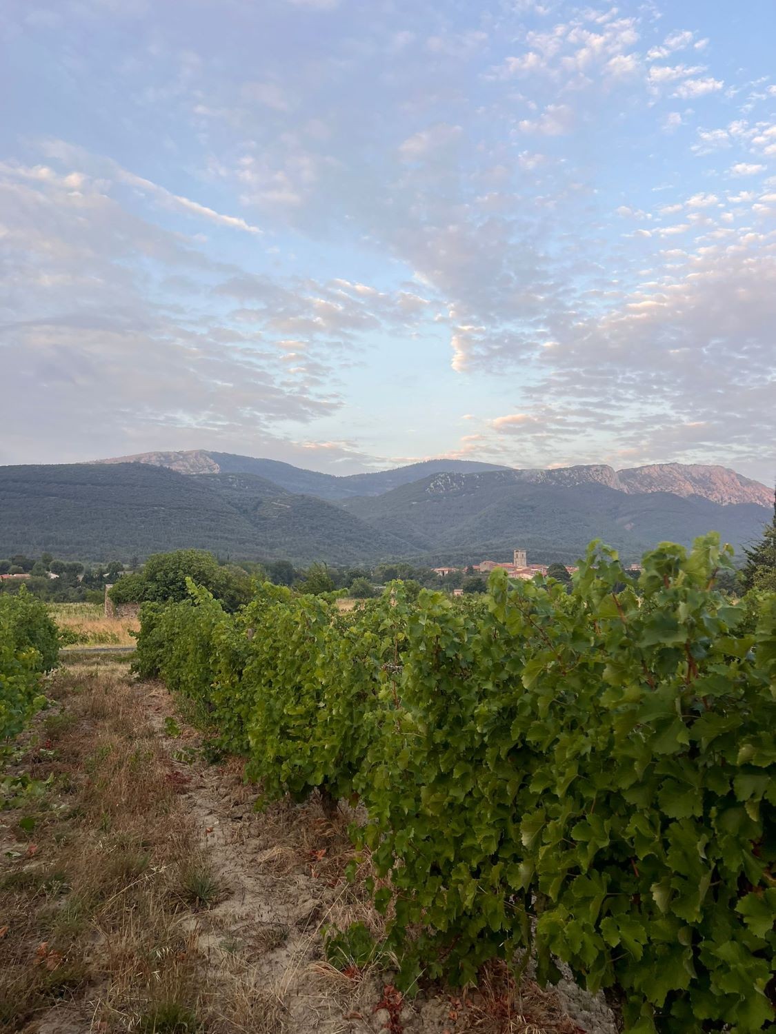 VENDANGES 2025 - Jour 7 et 8 VENDANGES 2025 - Jour 7 et 8
