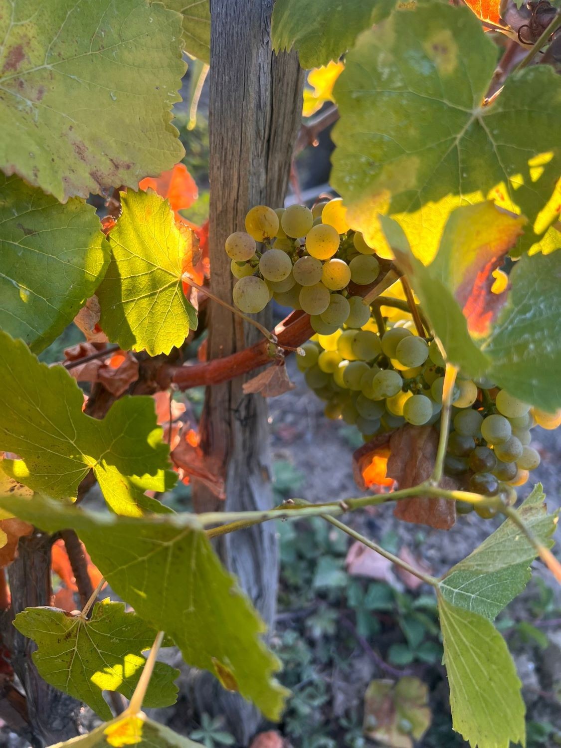 VENDANGES 2025 - Jour 6