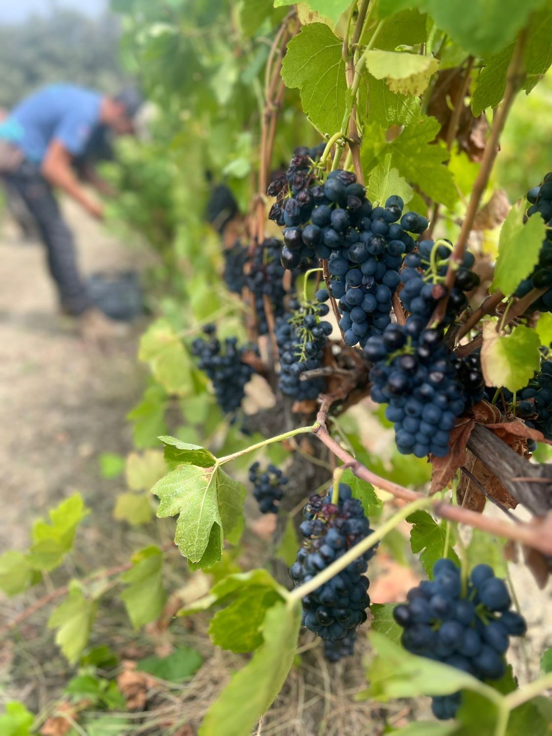 VENDANGES 2025 - Jour 12