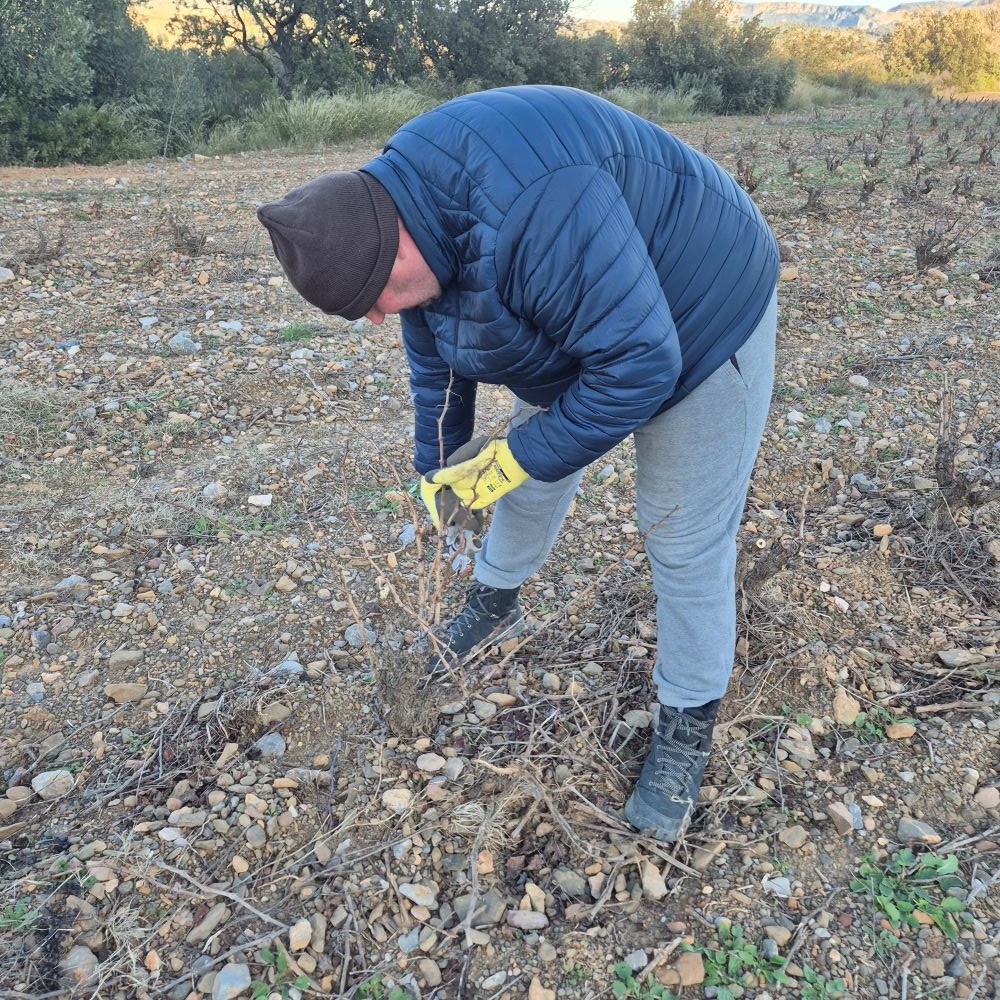 Taille en gobelet du grenache