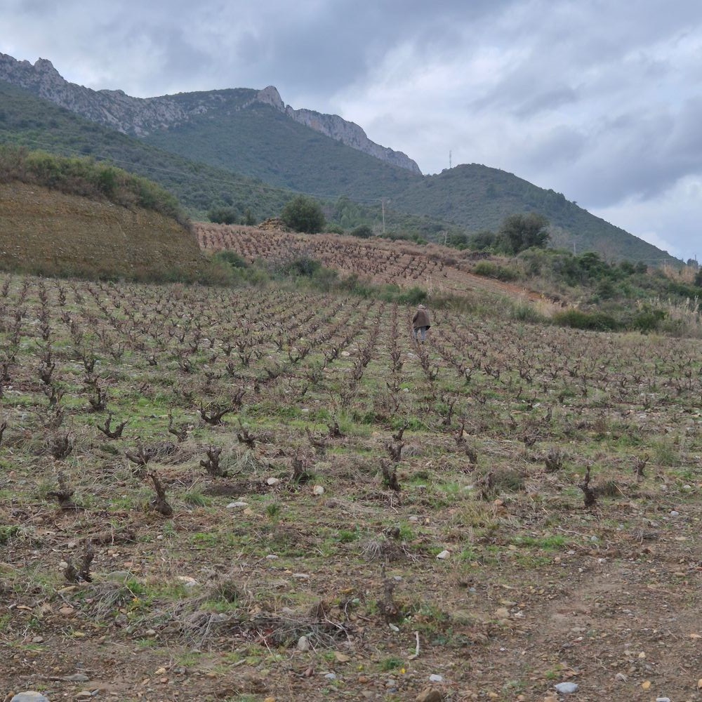 Taille 2026 - La coulure du Grenache