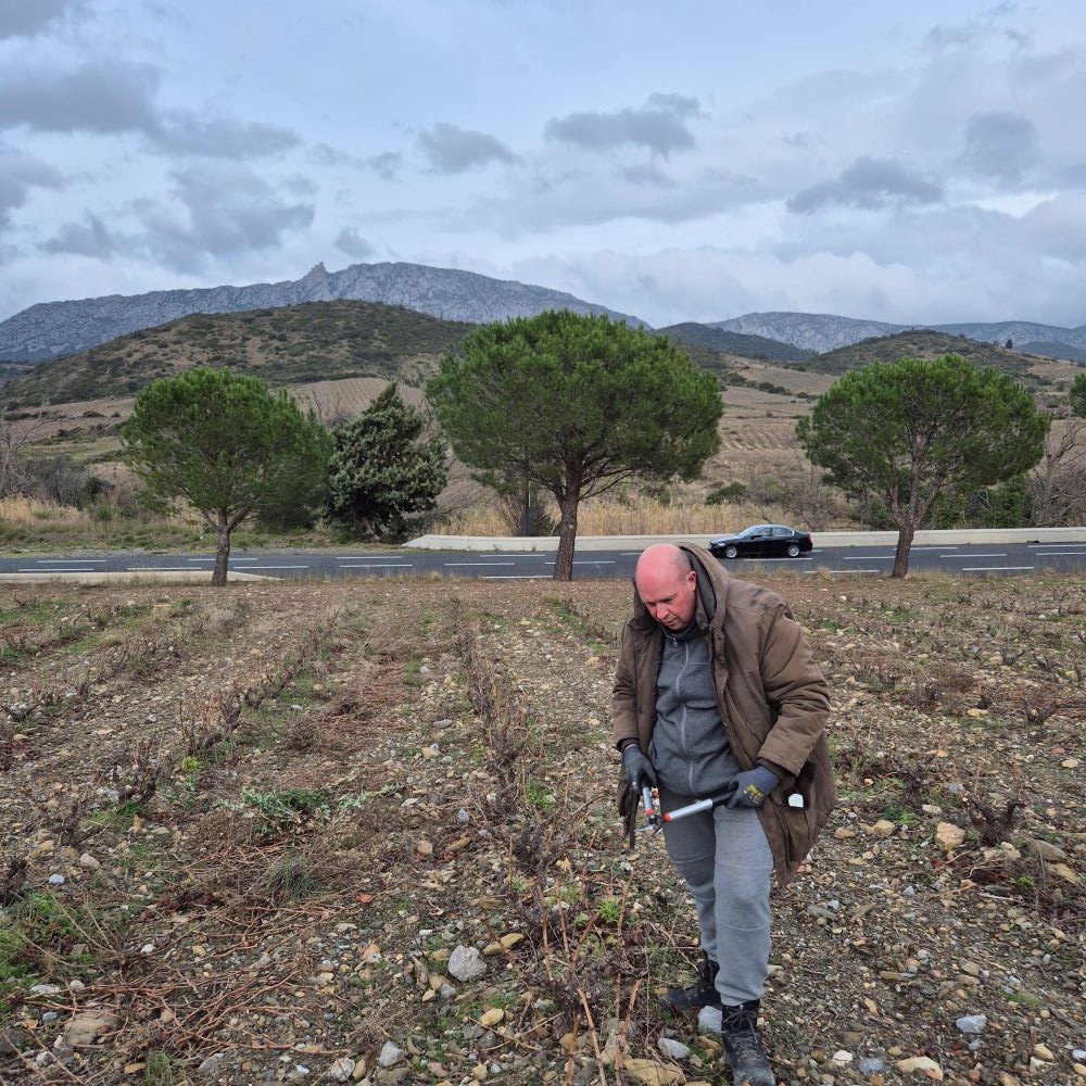 Taille 2026 - La coulure du Grenache