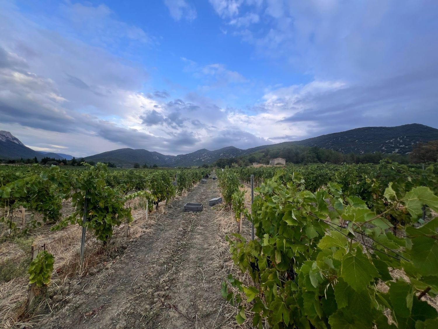 VENDANGES 2025 - Jour 4 et 5 VENDANGES 2025 - Jour 4 et 5