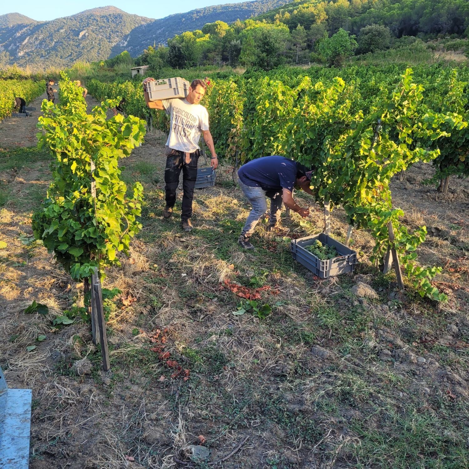 VENDANGES 2025 - Jour 6 VENDANGES 2025 - Jour 6