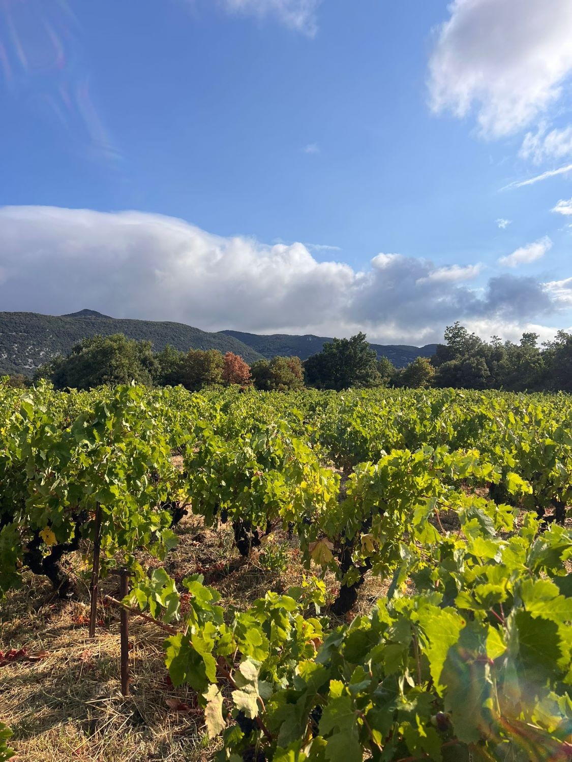 VENDANGES 2025 - Jour 3