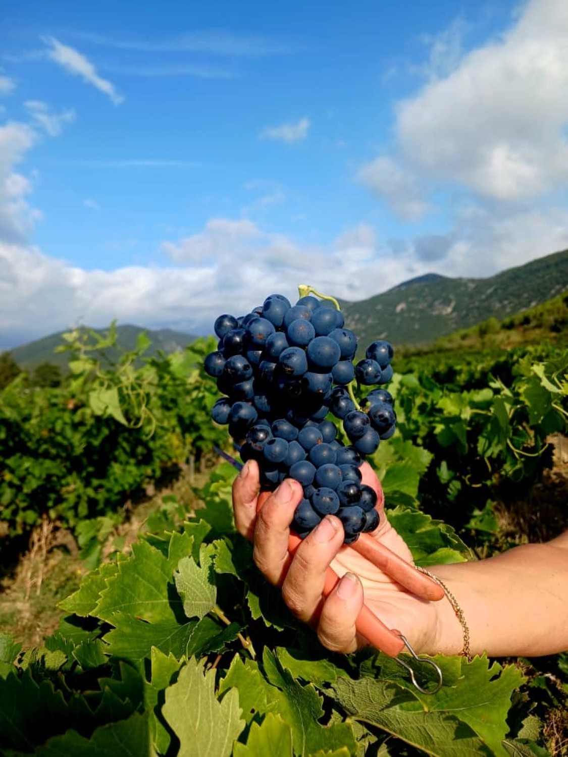 VENDANGES 2025 - Jour 4 et 5