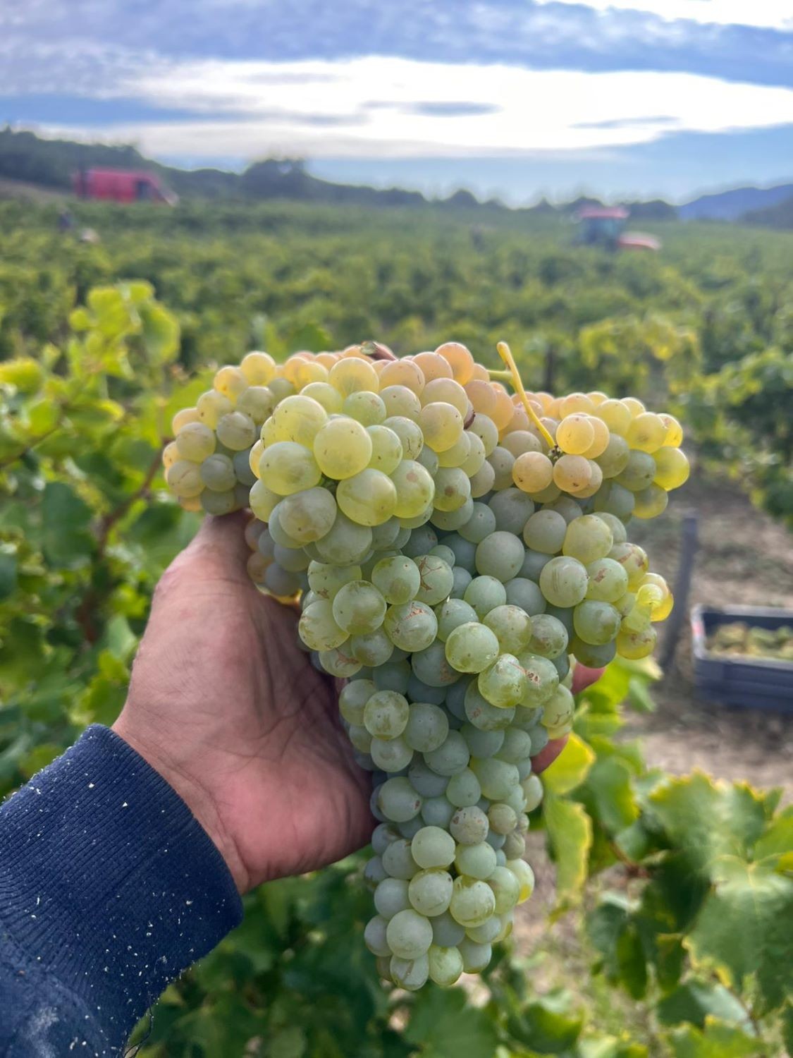 VENDANGES 2025 - Jour 11