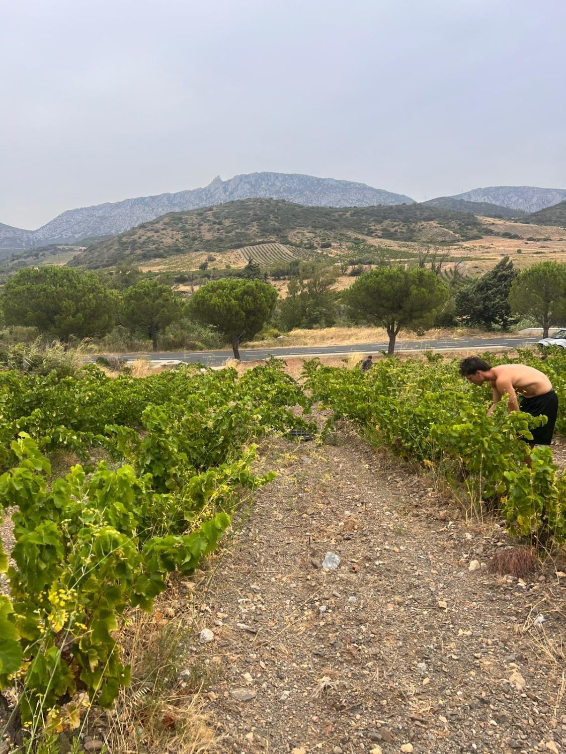 VENDANGES 2025 - Jour 2