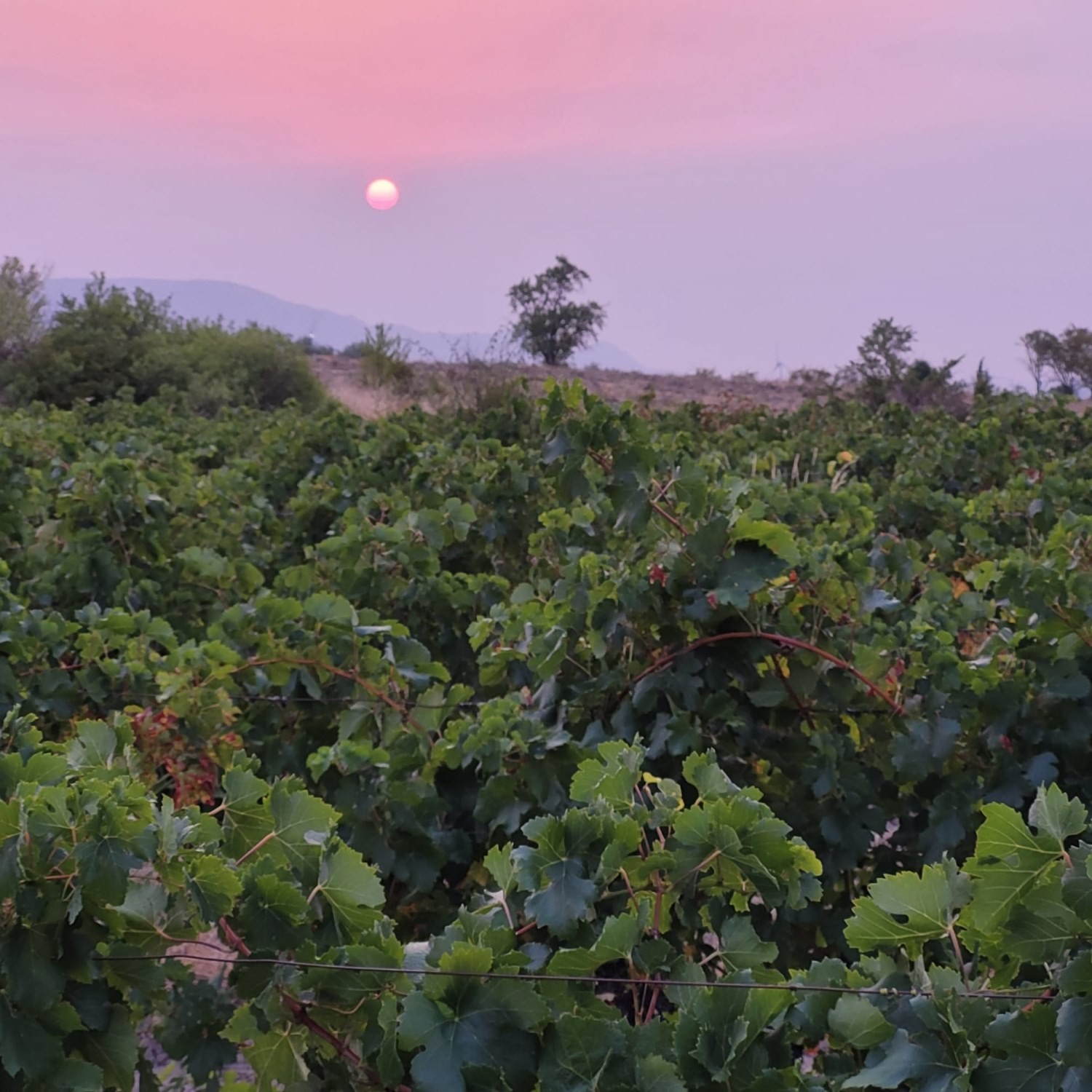 VENDANGES 2025 - Jour 1